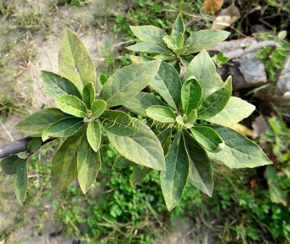  Leafy Shoots